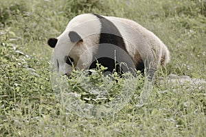 Panda Conservation Area, Chengdu