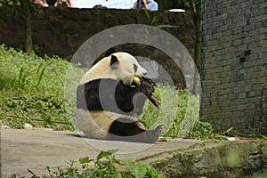 Panda Conservation Area, Chengdu