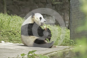 Panda Conservation Area, Chengdu