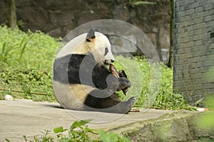 Panda Conservation Area, Chengdu