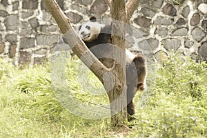 Panda Conservation Area, Chengdu