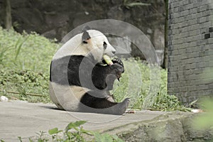 Panda Conservation Area, Chengdu