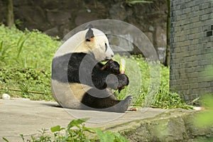 Panda Conservation Area, Chengdu