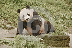 Panda Conservation Area, Chengdu