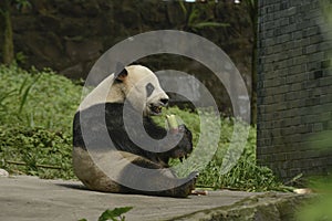 Panda Conservation Area, Chengdu