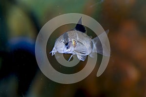 Panda cory fish underwater in an aquarium