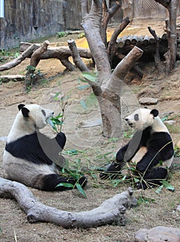 Panda couple looking at each other