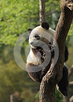 Panda cub photo