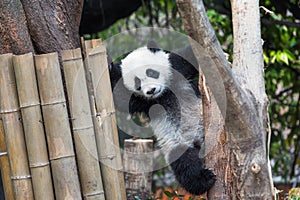 Panda cub playing in a tree