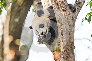 Panda cub sleeping in a tree