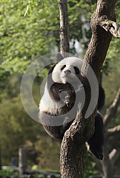 Panda cub sleeping on a tree.Version II