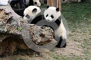 Panda cubs