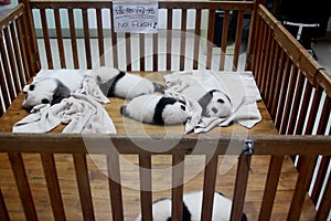 Panda cubs