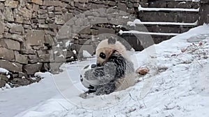 Panda cubs playing football