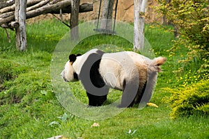 A panda defecate on grass