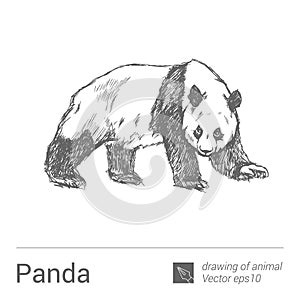 Panda, drawing of animals, vectore