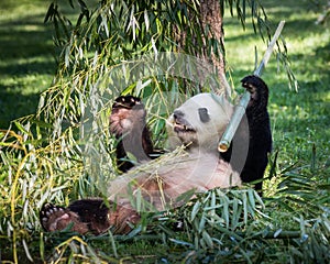 Panda Eating