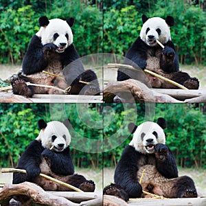 Panda eating bamboo