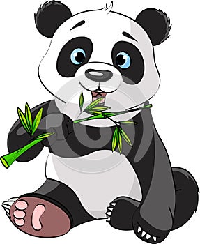 Panda eating bamboo photo