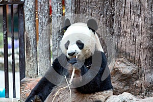 Panda eating bamboo, Chiang Mai Zoo
