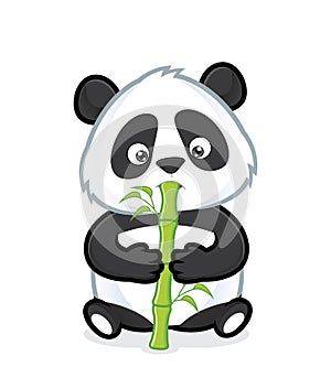 Panda eating bamboo photo