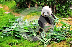 panda eating bamboo leaves