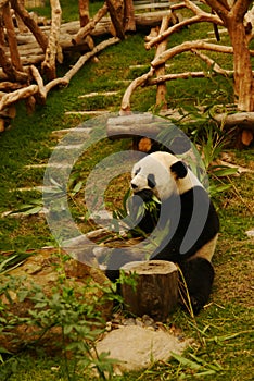 Panda eating bamboo leaves