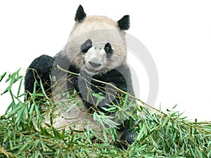 Panda eating bamboo leaves