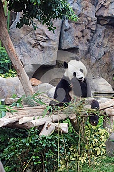 Panda eating bamboo in the Ocean park.