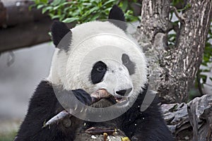 Panda Eating a Bamboo Shoot