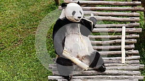 Panda eating bamboo stem at the zoo