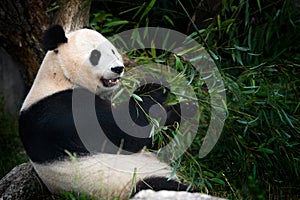 Panda eating bamboo. Wildlife scene from China nature. Portrait of Giant Panda feeding bamboo tree in forest. habitat. Cute black photo