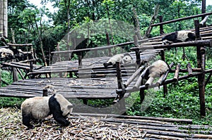 Panda eating and sleeping only
