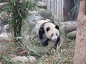 Panda in an enclosure