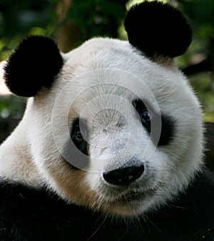 Panda Eyes photo