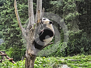 panda in the forest of India