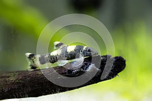 Panda garra freshwater fish - Garra flavatra photo