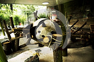 Panda having a sleep on a platform in its enclosure