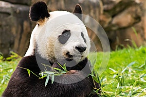 A panda holding its favorites bamboo
