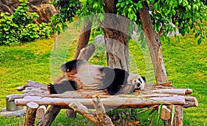 Panda in hong kong