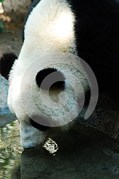 Panda Hydration