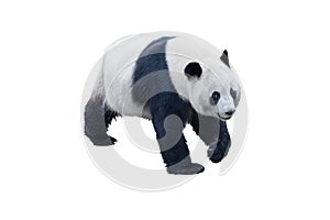 Panda isolated on white