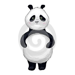 Panda isolated on a white background