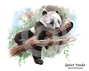 Panda lying on a tree branch, watercolor graphic photo