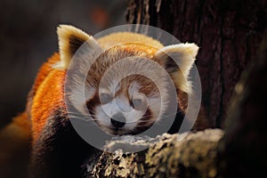 Panda lying on the tree with green leaves. Ailurus fulgens, red panda, detail face portrait of animal from Nepal mountain forest.