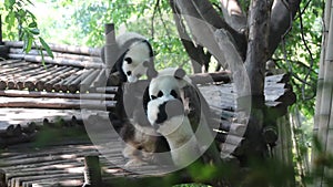 Panda mother and baby panda