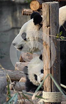 Panda mother and cub at Chengdu Panda Reserve Chengdu Research Base of Giant Panda Breeding in Sichuan, China.