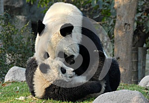 Panda mother and cub at Chengdu Panda Reserve Chengdu Research Base of Giant Panda Breeding in Sichuan, China.