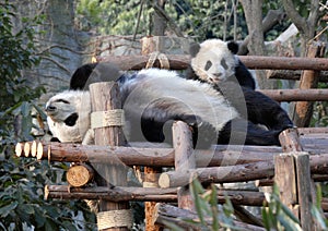 Panda mother and cub at Chengdu Panda Reserve Chengdu Research Base of Giant Panda Breeding in Sichuan, China.