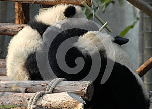 Panda mother and cub at Chengdu Panda Reserve Chengdu Research Base of Giant Panda Breeding in Sichuan, China.